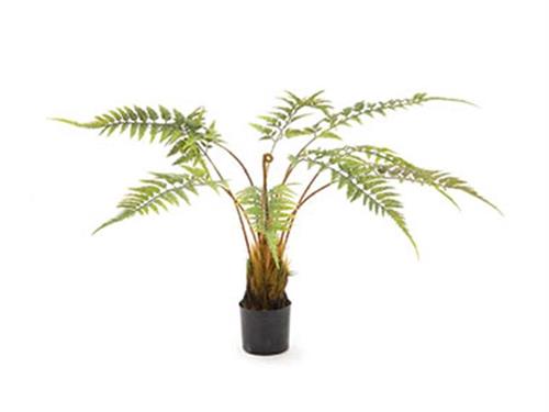 PIANTA FELCE CM80 VERDE