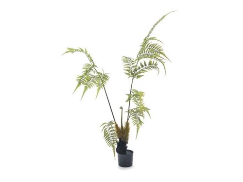 PIANTA FELCE CM150 VERDE