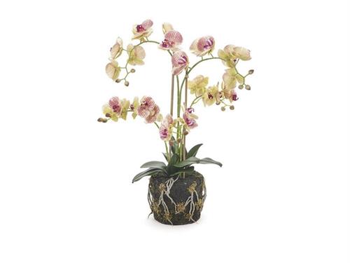 PIANTA PHALAENOPSIS REAL TOUCH X5 CM66 CON ZOLLA  ROSA/VERDE