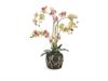 PIANTA PHALAENOPSIS REAL TOUCH X5 CM66 CON ZOLLA  ROSA/VERDE