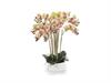 PIANTA PHALAENOPSIS REAL TOUCH X10 CM66  C/VASO CERAMICA ROSA/VERDE