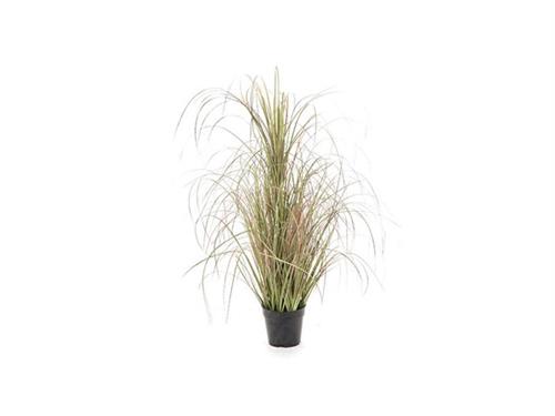 PIANTA ERBACEA IN VASO CM100 VERDE