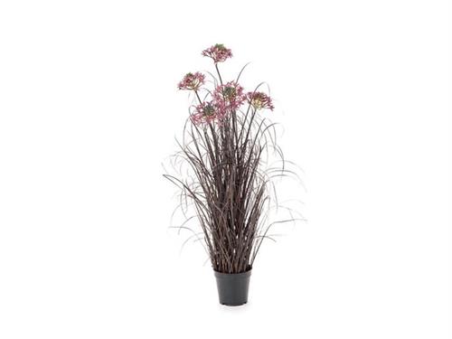 PIANTA ALLIUM X5 IN VASO CM89 VERDE/ROSA