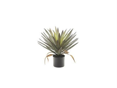 PIANTA YUCCA GLORIOSA CM48 VERDE