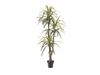 PIANTA DRACAENA REAL TOUCH CM190 VERDE