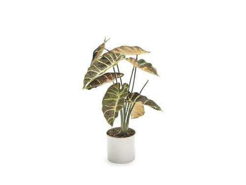 PIANTA ALOCASIA CM40 IN VASO VERDE CHIARO