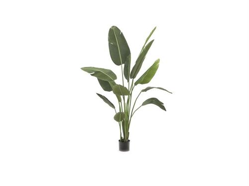 PIANTA STERLIZIA CM210 VERDE