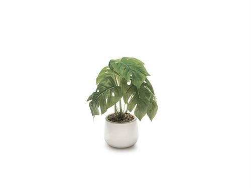 PIANTA MONSTERA MINI CM22 VERDE