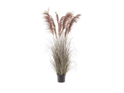 PIANTA PAMPAS CM173 VERDE-ROSA ANTICO