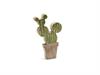 CACTUS LEGNO CM12X21 VERDE