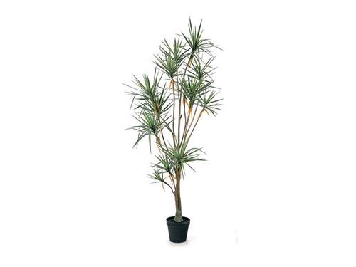 PIANTA DRACAENA CM200 VERDE