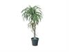 PIANTA DRACAENA MADAGASCAR CM120 VERDE