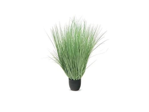 PIANTA ONION GRASS CM110 VERDE CHIARO