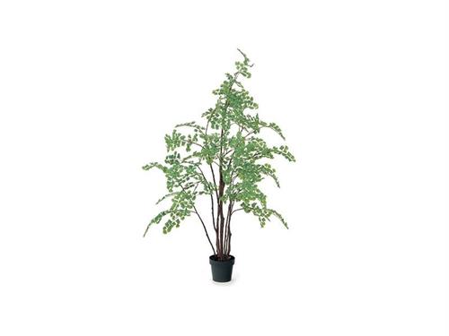 PIANTA MINI GINKGO CM180 VERDE