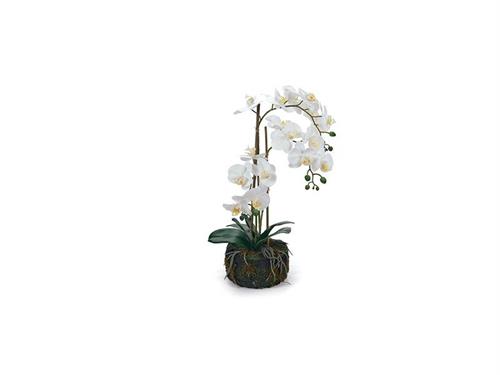 PIANTA PHALAENOPSIS REAL TOUCH C/3 STELI CM59  C/ZOLLA