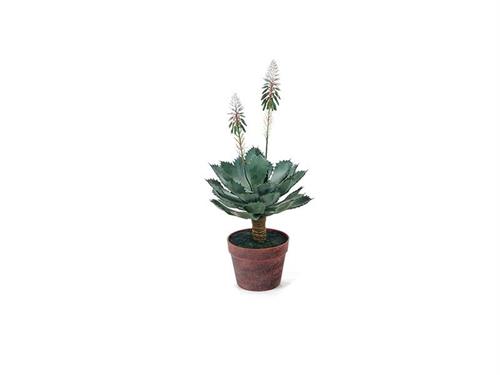 PIANTA ALOE FIORITA IN VASO CM64 VERDE