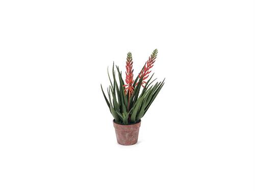 PIANTA ALOE FIORITA  IN VASO CM55 ROSSO