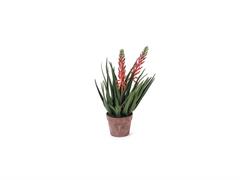 PIANTA ALOE FIORITA  IN VASO CM55 ROSSO
