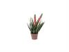 PIANTA ALOE FIORITA  IN VASO CM55 ROSSO