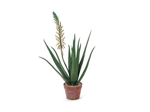 PIANTA ALOE FIORITA  IN VASO CM84 BIANCO