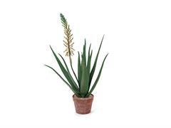 PIANTA ALOE FIORITA  IN VASO CM84 BIANCO