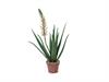 PIANTA ALOE FIORITA  IN VASO CM84 BIANCO