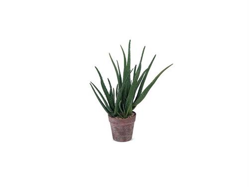 PIANTA ALOE  IN VASO  CM46 VERDE