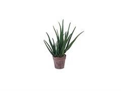 PIANTA ALOE  IN VASO  CM46 VERDE
