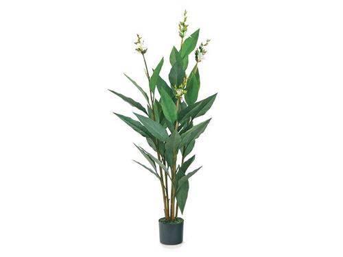 PIANTA CANNA INDICA FIORITA  CM158 VERDE/BIANCO