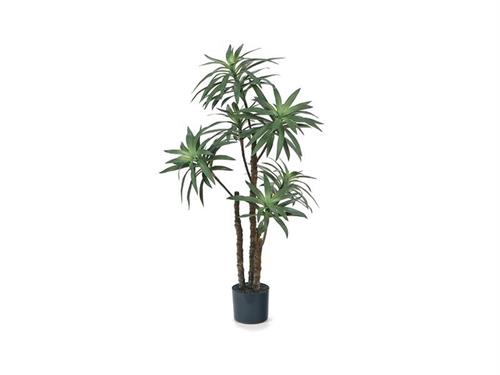 PIANTA DRACAENA CM122 VERDE