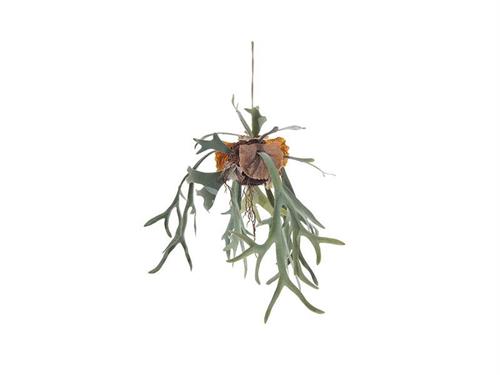 PENDENTE KOKEDAMA PLATYCERIUM CM79 VERDE