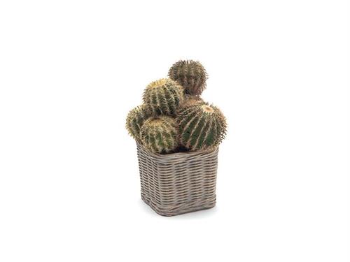PIANTA CACTUS C/VASO CESTINO CEMENTO CM22 VERDE