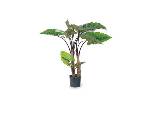 PIANTA ALOCASIA CM134 VERDE