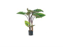 PIANTA ALOCASIA CM134 VERDE