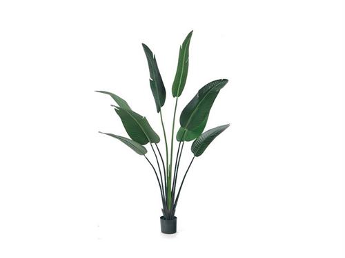 PIANTA STERLIZIA X8 CM200 VERDE