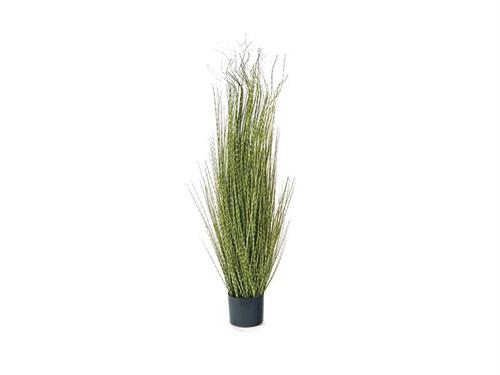 PIANTA MISCANTHUS CM120 VERDE