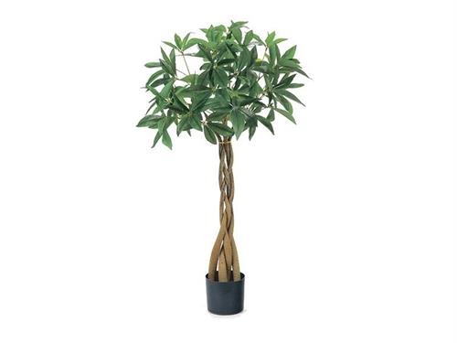 PIANTA PACHIRA CM120 VERDE