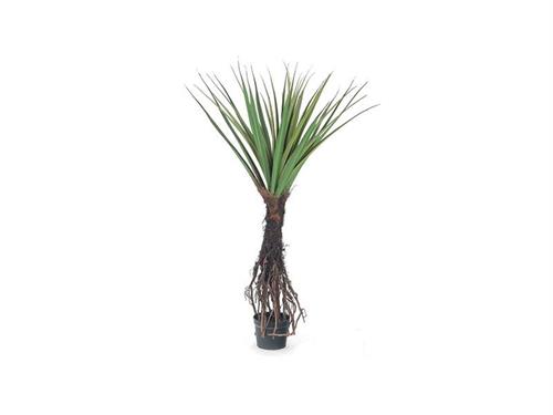 PIANTA YUCCA C/RADICI CM162 VERDE