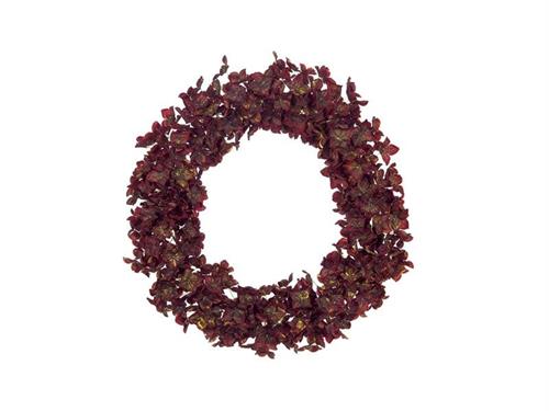 CORONA ORTENSIA GOLDEN D55 BORDEAUX