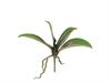BUSH FOGLIE PHALAENOPSIS C/RADICI CM25 VERDE