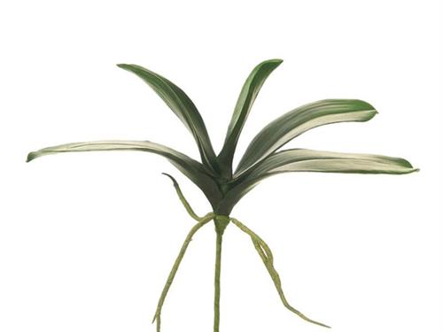 BUSH FOGLIE PHALAENOPSIS C/RADICI CM30 VERDE