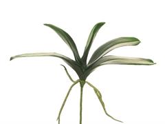 BUSH FOGLIE PHALAENOPSIS C/RADICI CM30 VERDE