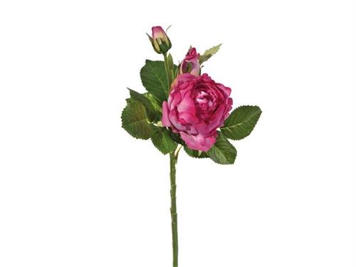 ROSA PIAGET C/2 BOCCIOLI (GAMBO CORTO) CM36 FUXIA