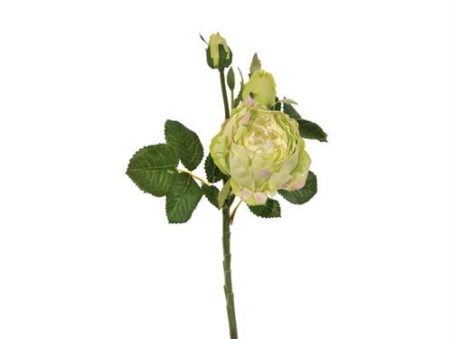 ROSA PIAGET C/2 BOCCIOLI (GAMBO CORTO) CM36 VERDE