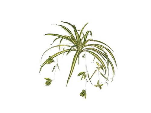 BUSH CHLOROPHYTUM PICCOLO VARIEGATO