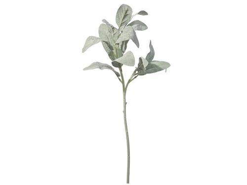 SALVIA LATIFOLIA FLOCCATA CM60  VERDE