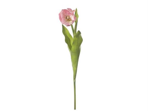TULIPANO  FAVORITE CM55 ROSA