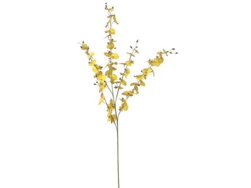 ONCIDIUM CM90 GIALLO