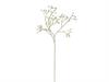 GYPSOPHILA LILY CM62 CREMA