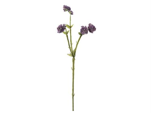 STATICE CM60 LAVANDA